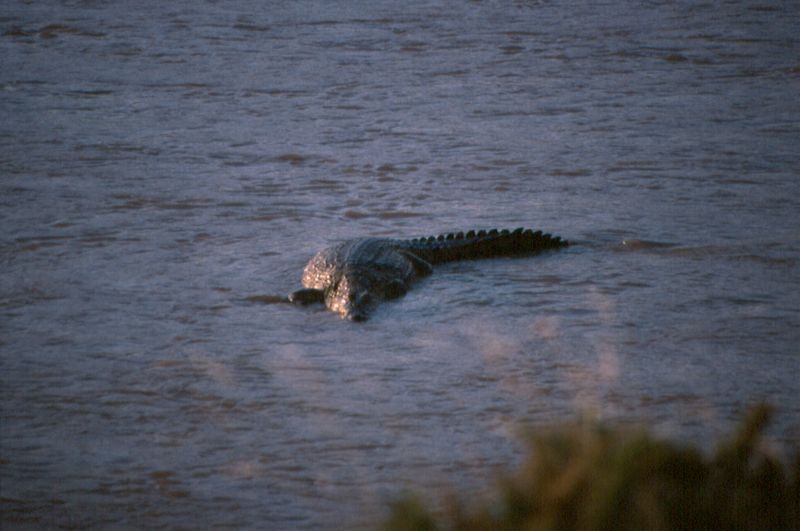 1-10 krokodil - Samburu national reserve